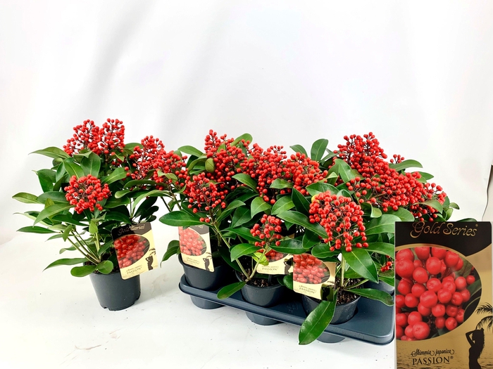 <h4>SKIM J PASSION</h4>