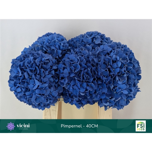 <h4>Hydr Pimpernel 40 cm Vicini</h4>