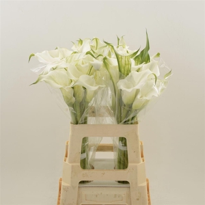 Calla White Mambo | Dubbelbloemig