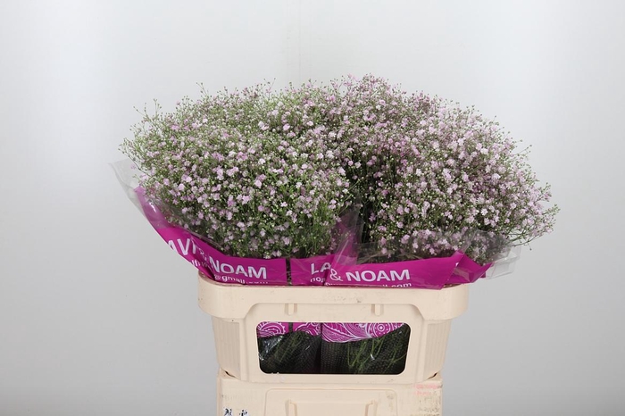 <h4>Gyps Pan My Pink</h4>