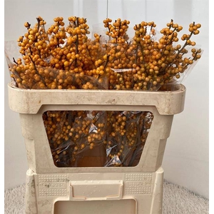 ILEX VERT GOLD VERBO