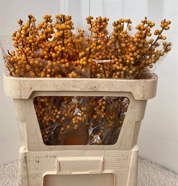 <h4>ILEX VERT GOLD VERBO</h4>