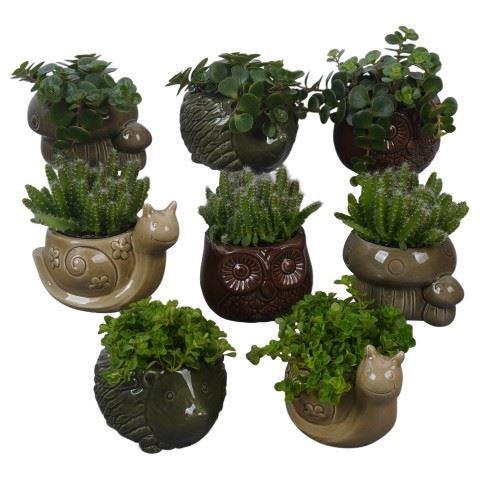 <h4>ARR. PLANTEN PTHI3425</h4>