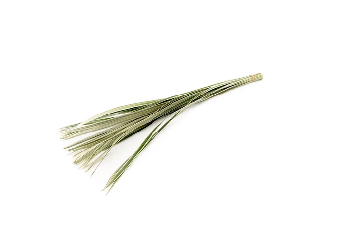 <h4>T-grass Variegated 50</h4>