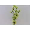 Dried Artz Bougainvillea Van Gogh Bunch