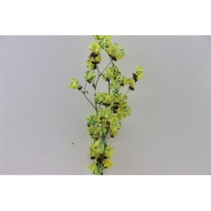 Dried Artz Bougainvillea Van Gogh Bunch