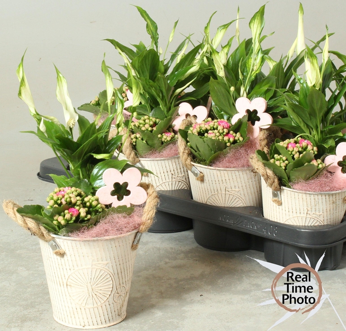 <h4>ARR KAMERPL</h4>