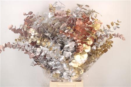 <h4>Euca Cinerea Met. Mix Per Bunch</h4>