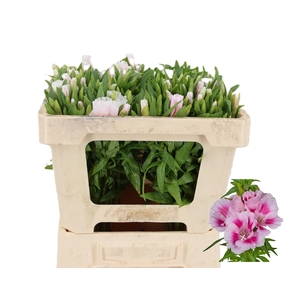 CLARKIA GODETIA BICOLER