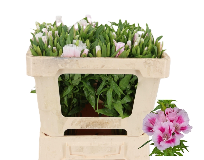 <h4>CLARKIA GODETIA BICOLER</h4>