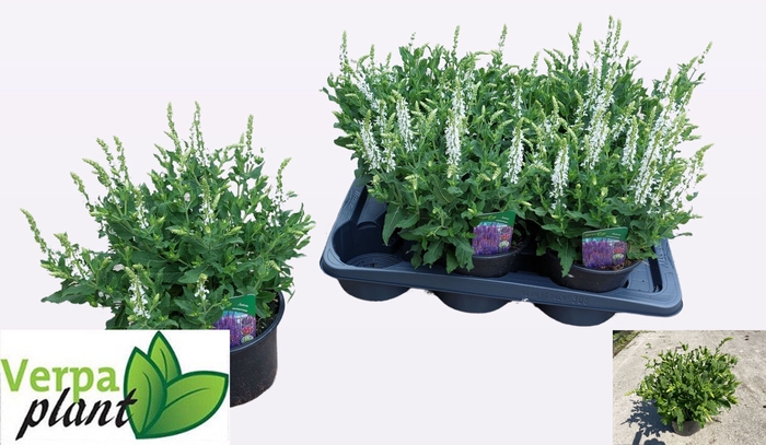 <h4>SALVIA NE SCHNEEHUGE</h4>