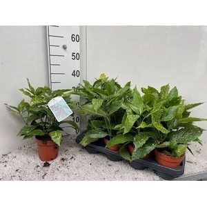 AUCUBA J VARIEGATA