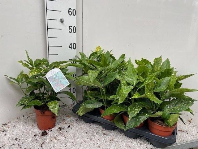 <h4>AUCUBA J VARIEGATA</h4>