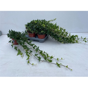 Hedera He Shamrock Medium Long 70cm