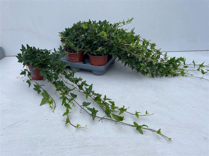 <h4>Hedera He Shamrock Medium Long 70cm</h4>