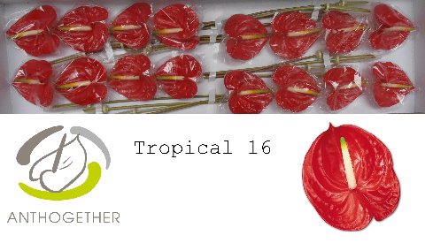 ANTH A TROPICAL 16