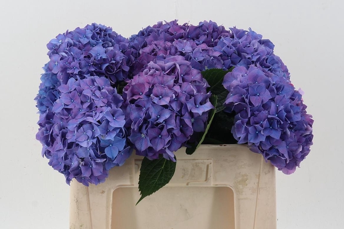 <h4>Hydr M Ch Rodeo Pa</h4>