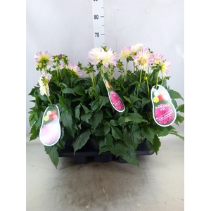 Dahlia DE 'Labella Magg Fun Pastel'