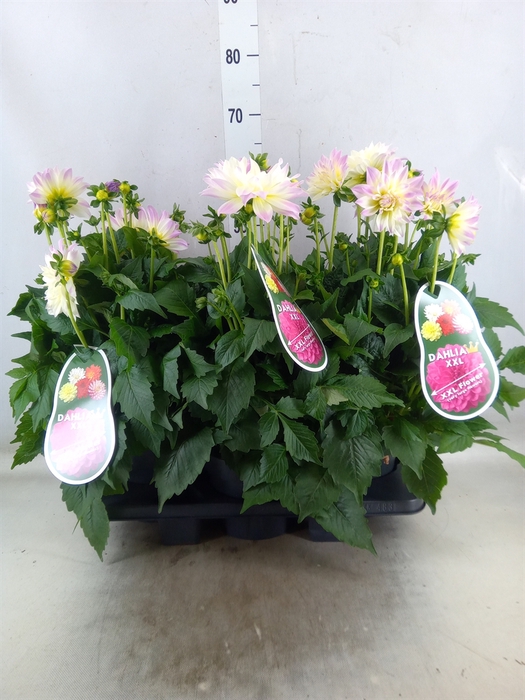<h4>Dahlia DE 'Labella Magg Fun Pastel'</h4>