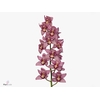 Cymbidium Cynthia 60 cm X10