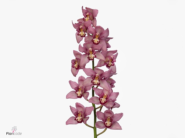 Cymbidium Cynthia 80 cm Super