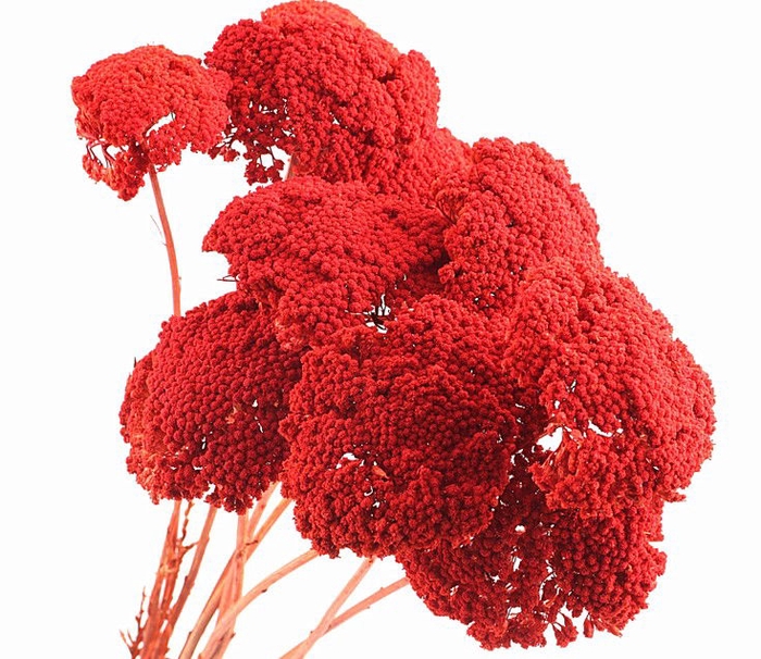 Achillea Orange