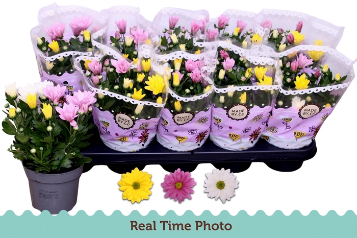 <h4>CHRYS GEM IN POT</h4>