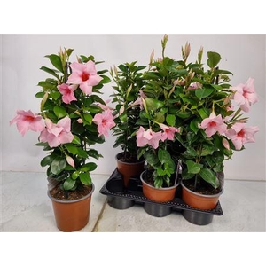 Mandevilla Sundaville Pink Pyramid