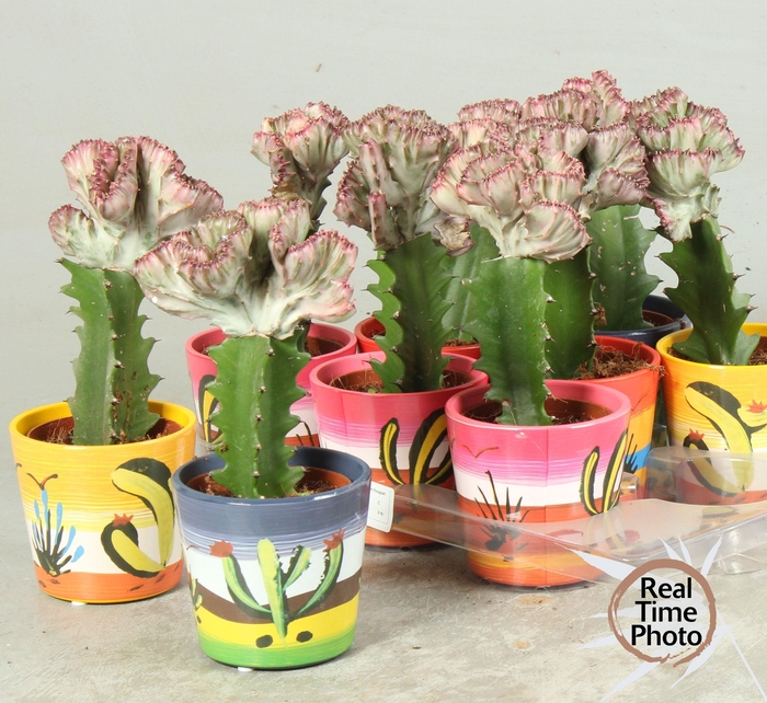 <h4>EUPHOR LAC CRISTATA</h4>