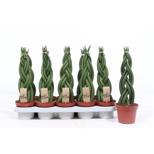 <h4>Sansevieria Twister</h4>