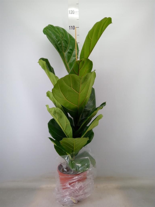 <h4>Ficus lyrata</h4>