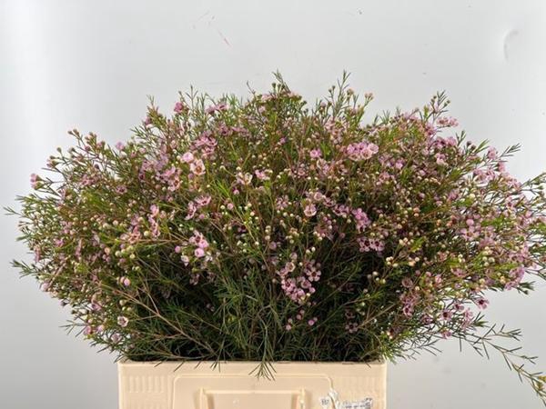 <h4>CHAME UN EARLY NIR</h4>