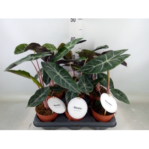 Alocasia   ...