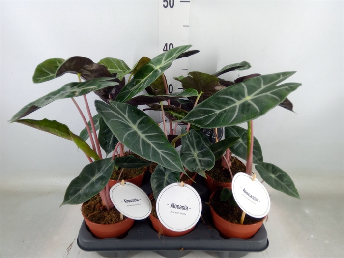 <h4>Alocasia   ...</h4>