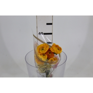 RANUNCULUS GIALLO AMARELO 040 CM