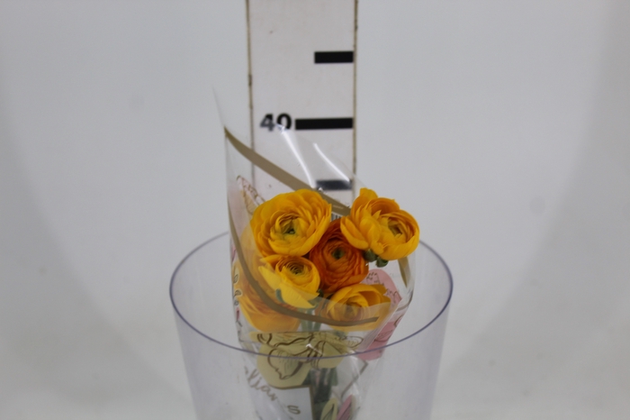RANUNCULUS GIALLO AMARELO 040 CM