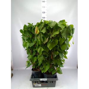 Aristolochia macrophylla
