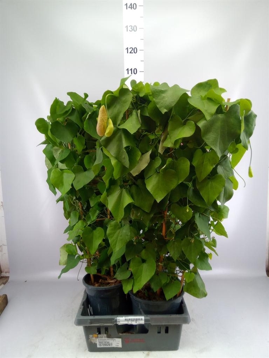 <h4>Aristolochia macrophylla</h4>