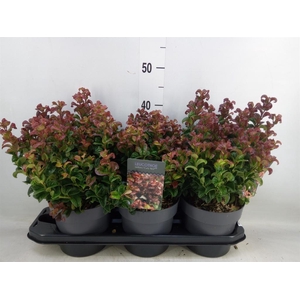Leucothoe axillaris 'Curly Red'