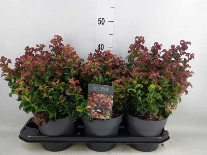 <h4>Leucothoe axillaris 'Curly Red'</h4>