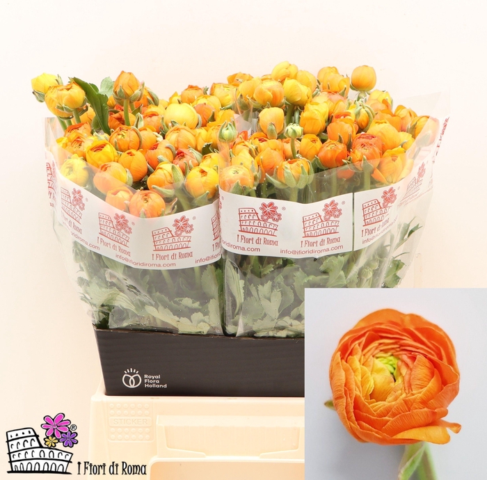 <h4>RAN EL ORANGE</h4>