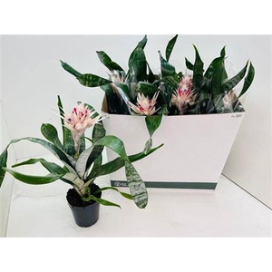 Aechmea fasciata 'Prontoo'