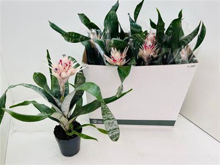 <h4>Aechmea fasciata 'Prontoo'</h4>