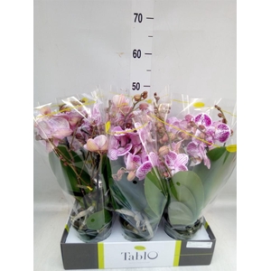 Phalaenopsis   ...rose