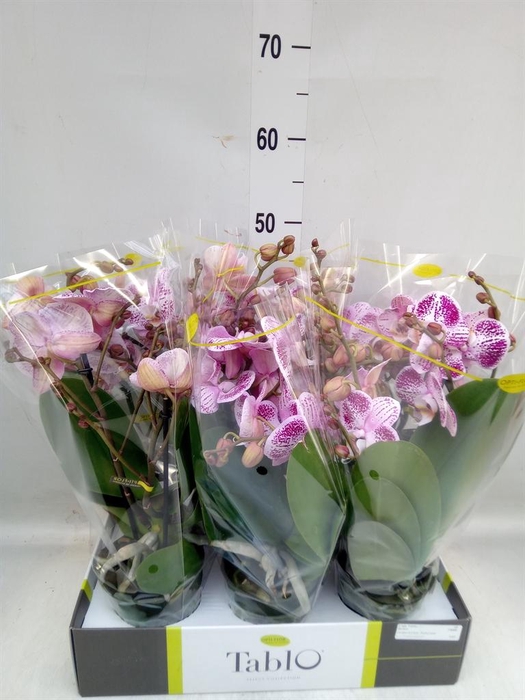 <h4>Phalaenopsis   ...rose</h4>