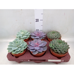 Echeveria   ...mix