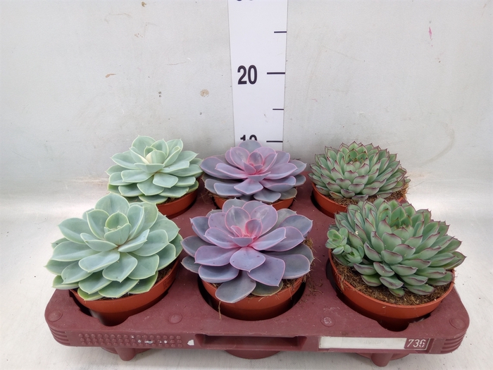 <h4>Echeveria   ...mix</h4>