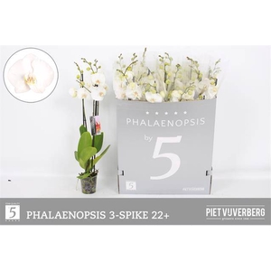Phal Ov Wit