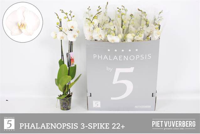 <h4>Phal Ov Wit</h4>