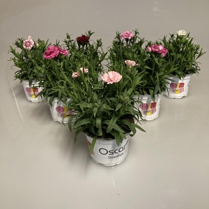 Dianthus Oscar Mixtray
